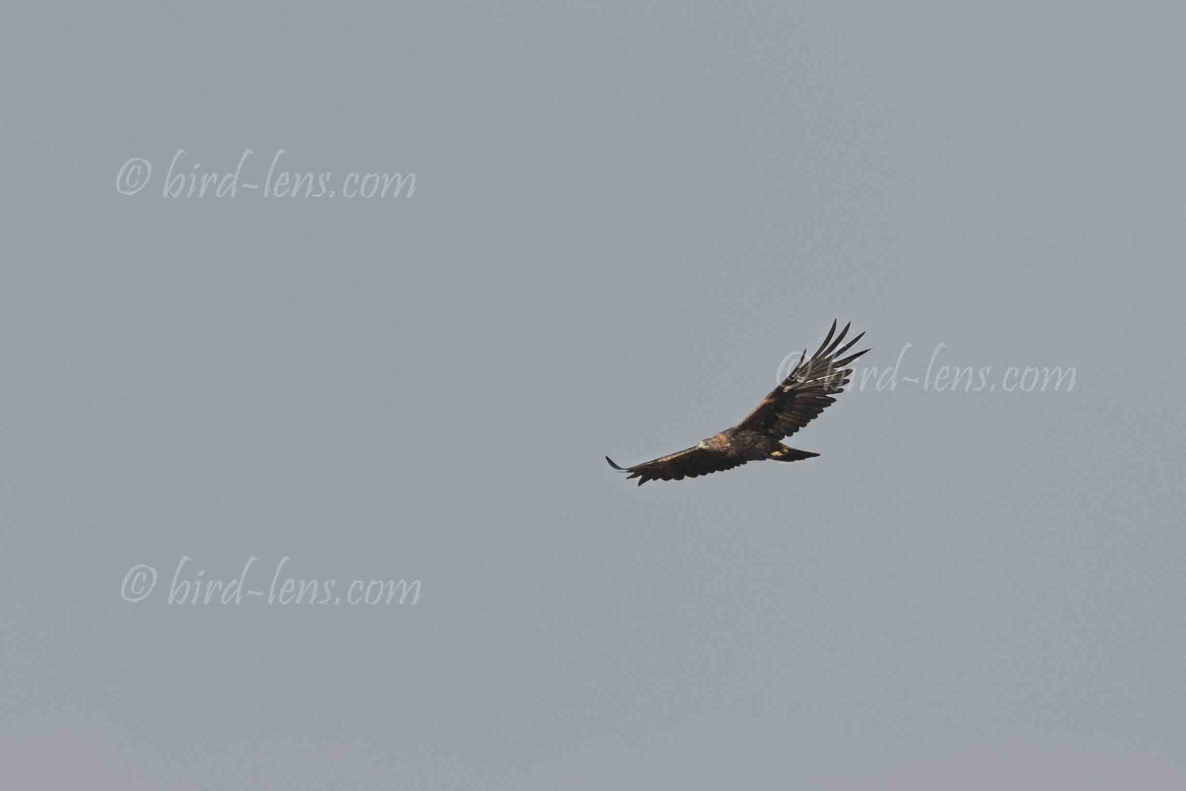 Steinadler Steinadler