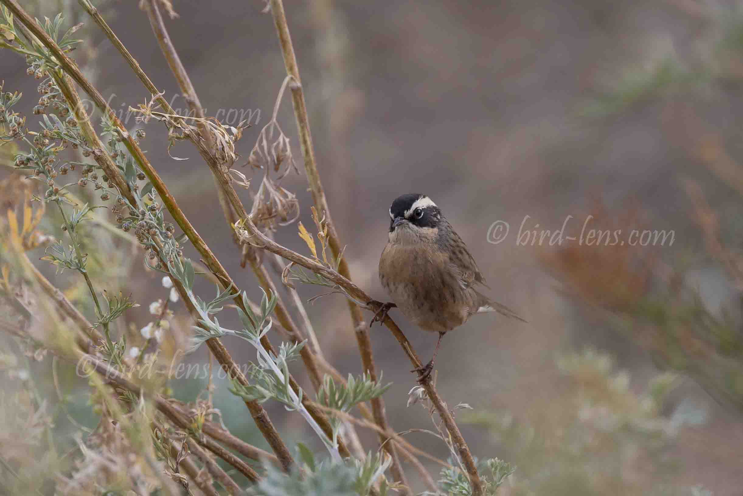 Steinbraunelle Steinbraunelle