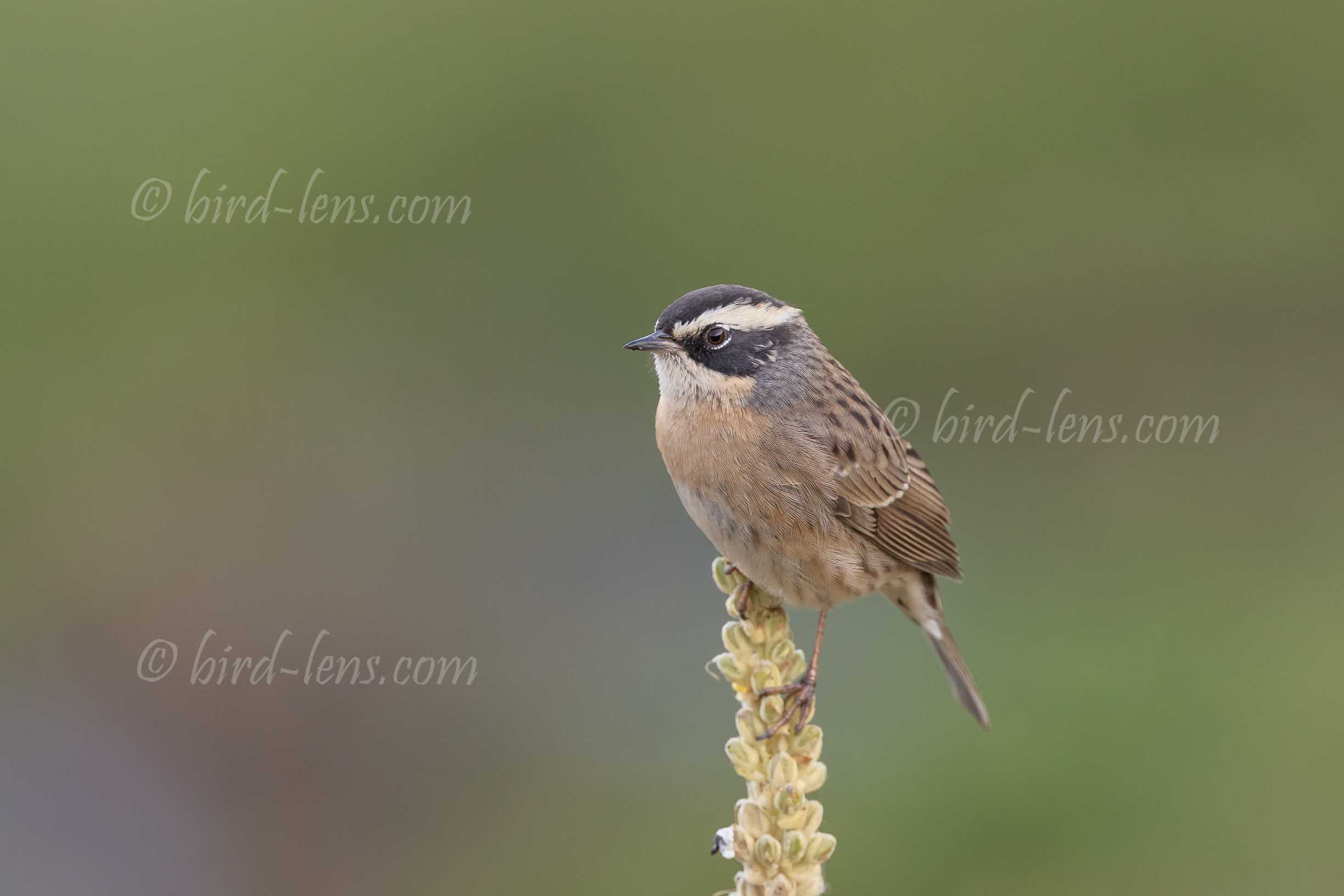 Steinbraunelle Steinbraunelle