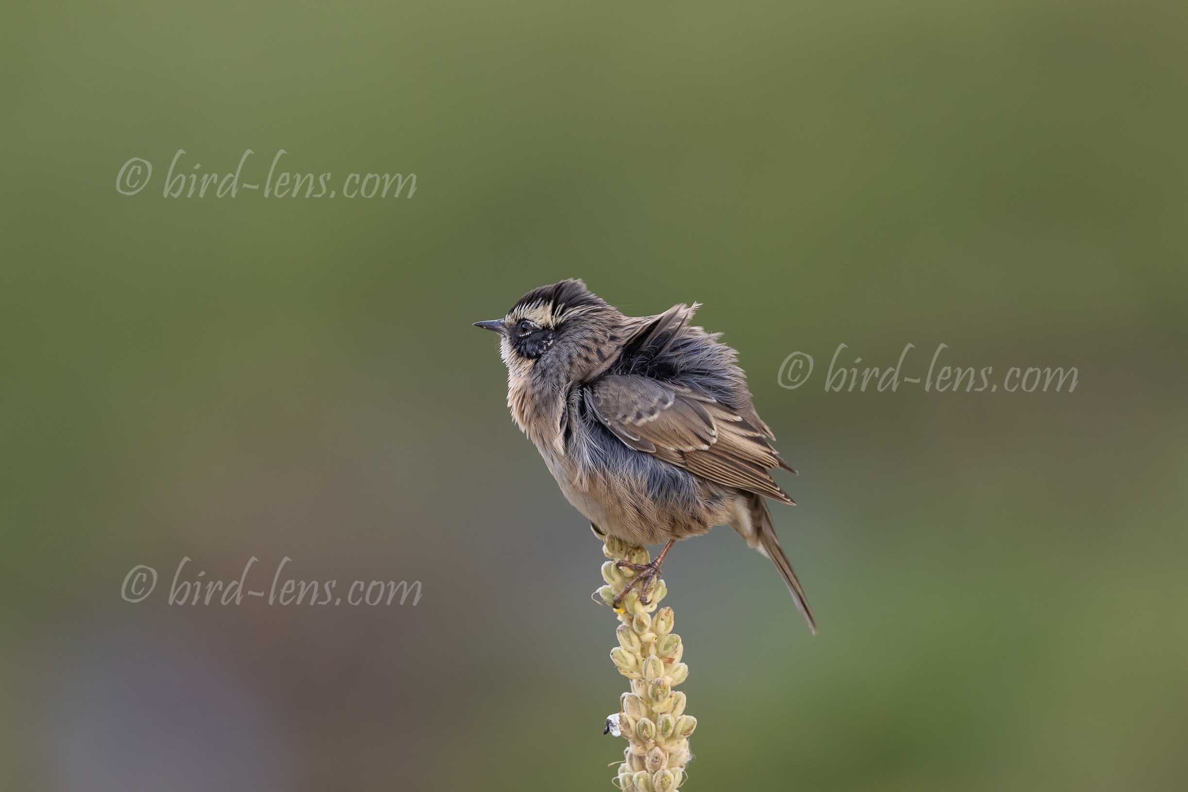 Steinbraunelle Steinbraunelle