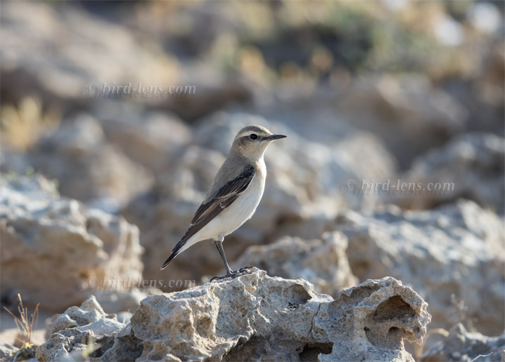 Steinschmätzer Steinschmätzer