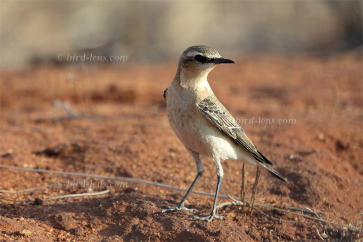 Steinschmätzer Steinschmätzer