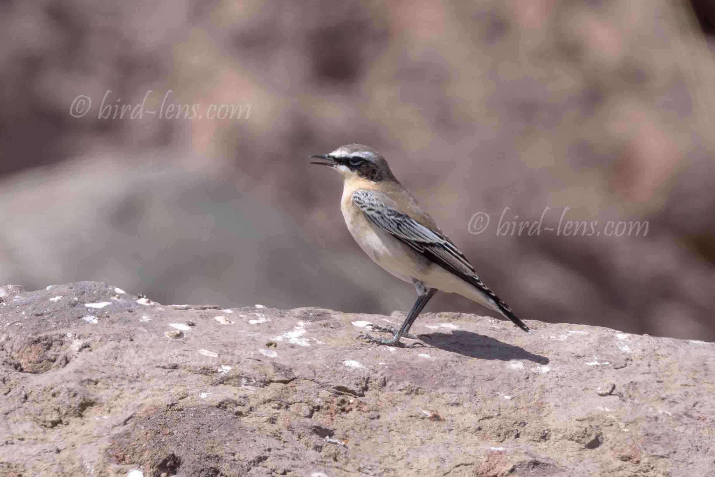 Steinschmätzer Steinschmätzer