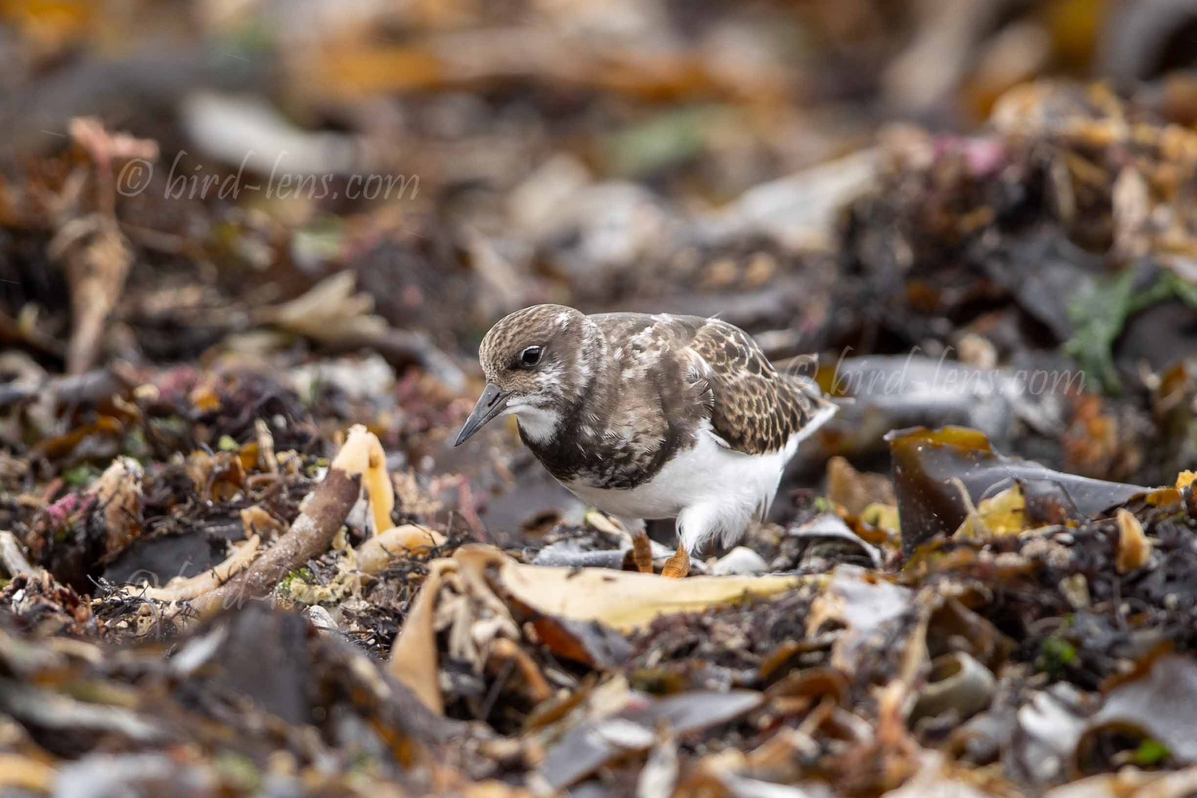 Steinwälzer Steinwälzer