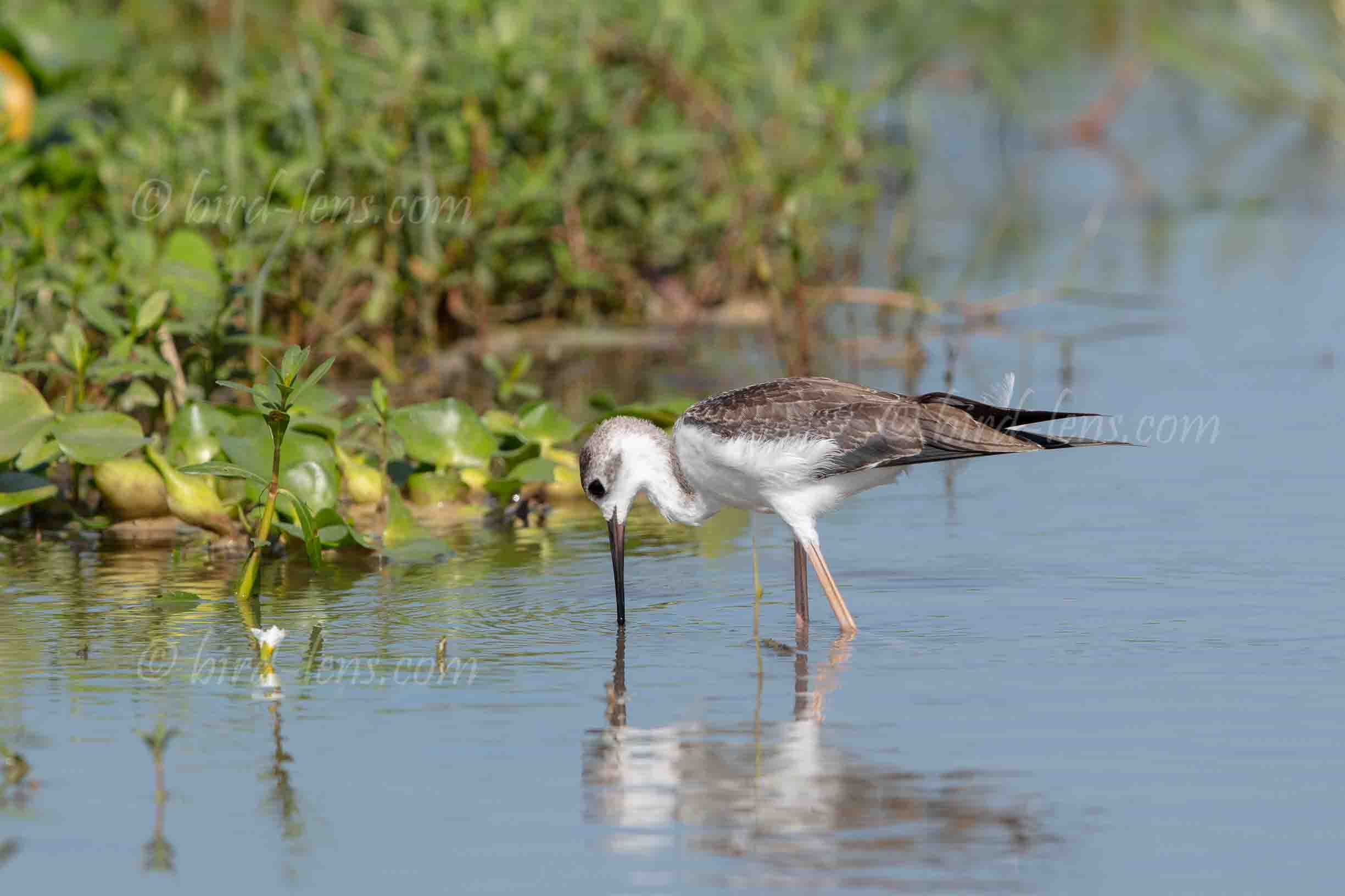 Black-winged Stilt
