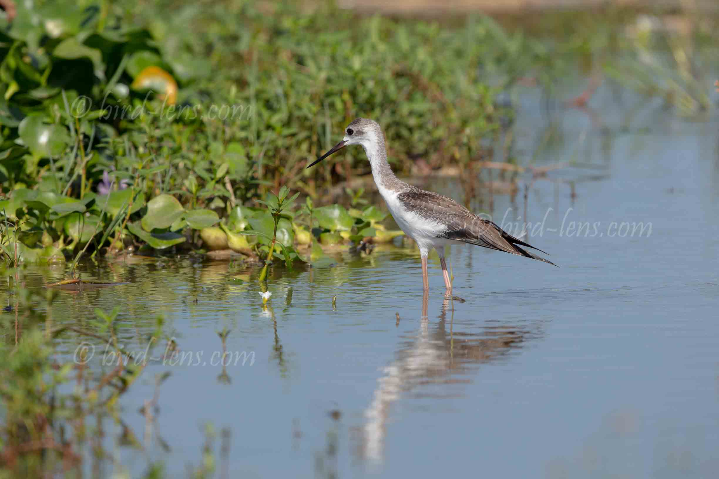 Black-winged Stilt