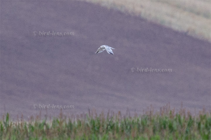 Steppenweihe Steppenweihe