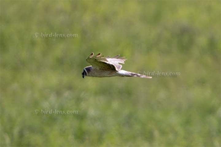 Steppenweihe Steppenweihe