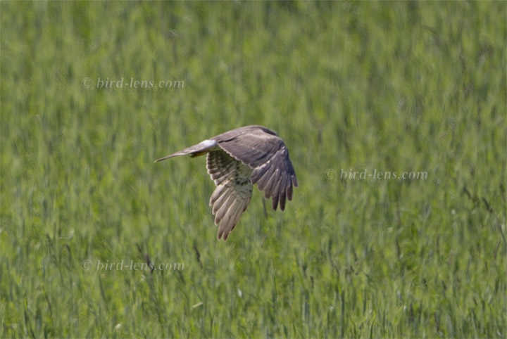 Steppenweihe Steppenweihe