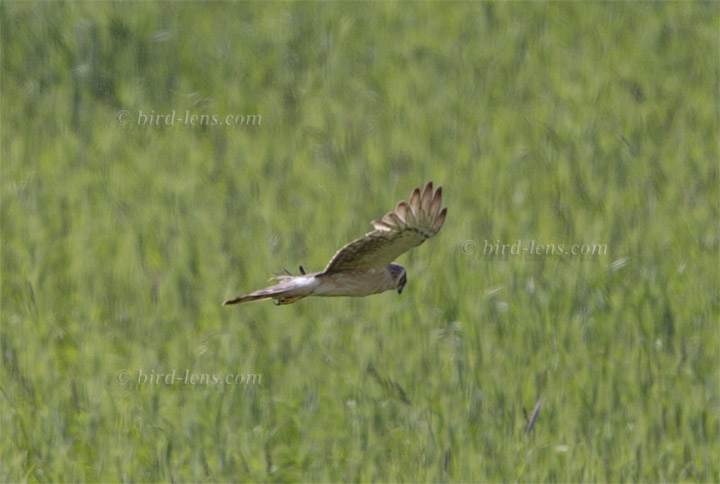 Steppenweihe Steppenweihe