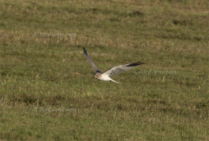 Steppenweihe Steppenweihe