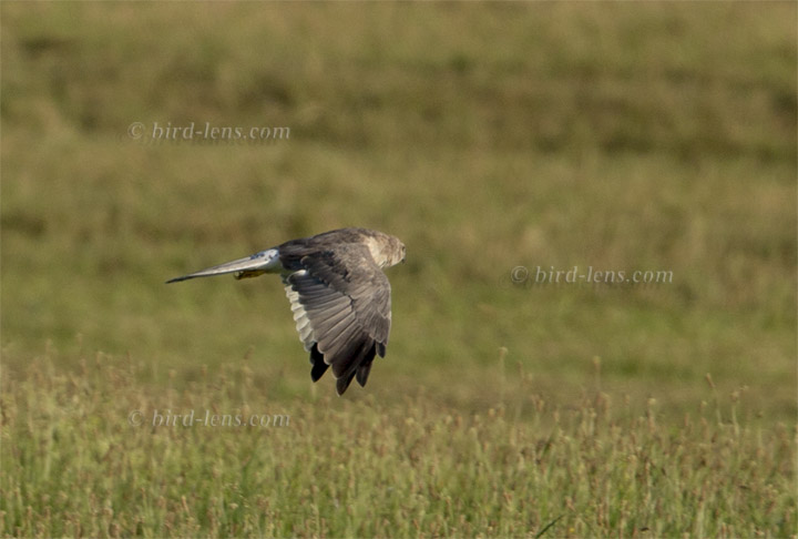 Steppenweihe Steppenweihe