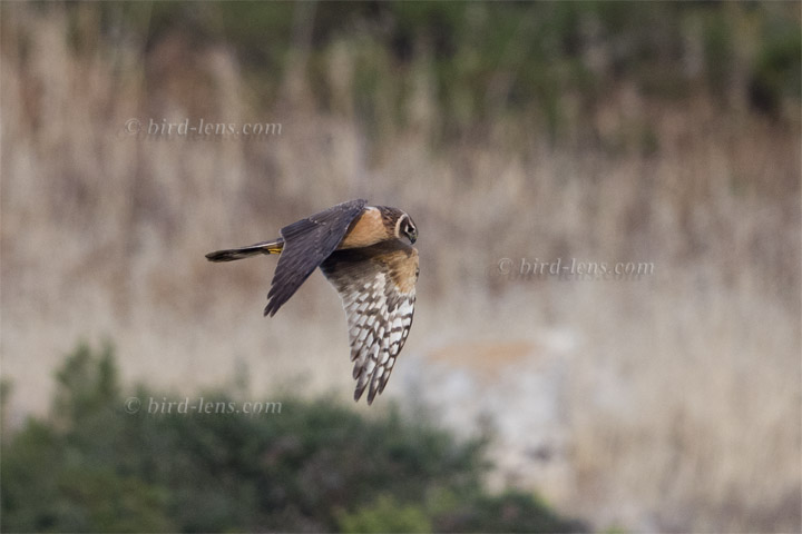 Steppenweihe Steppenweihe