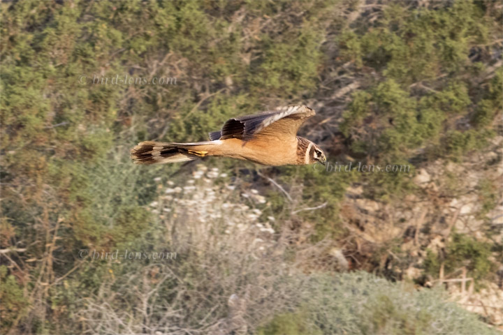 Steppenweihe Steppenweihe
