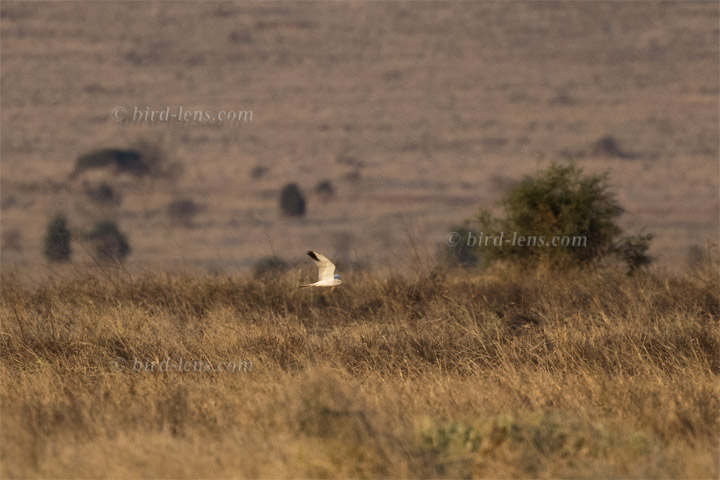 Steppenweihe Steppenweihe
