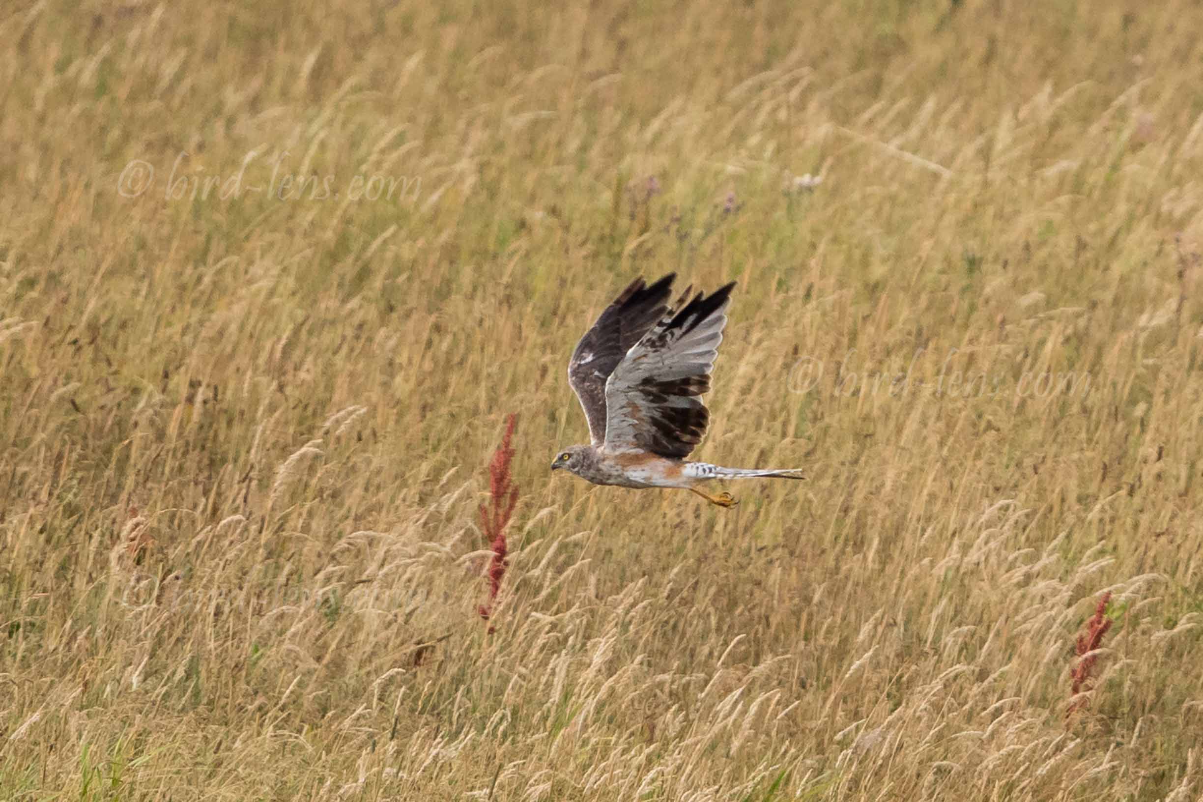 Steppenweihe Steppenweihe