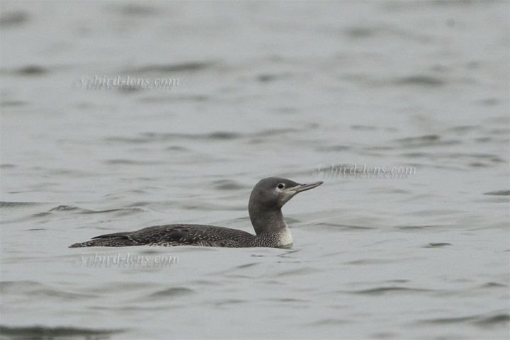 Sterntaucher Sterntaucher