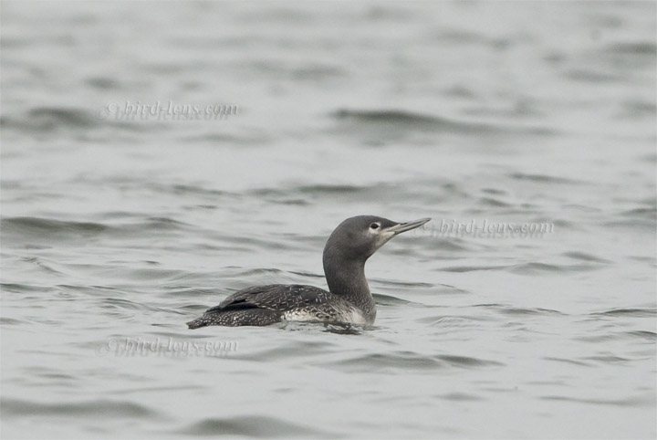 Sterntaucher Sterntaucher