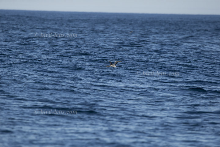 Sterntaucher Sterntaucher