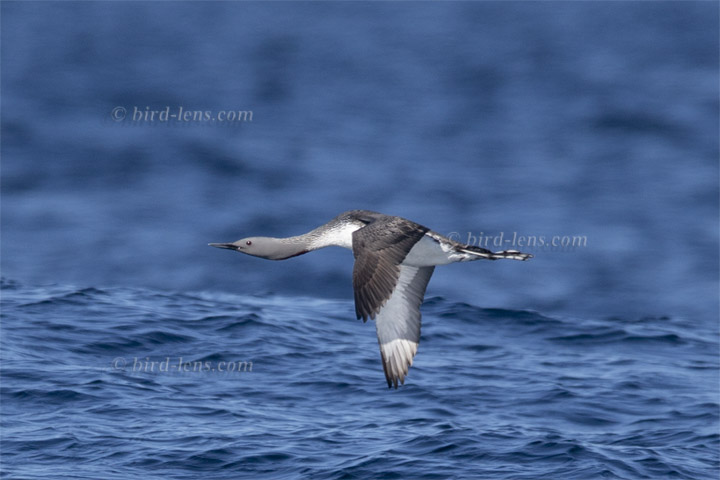 Sterntaucher Sterntaucher