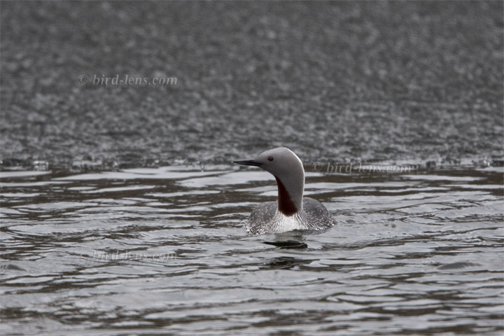 Sterntaucher Sterntaucher