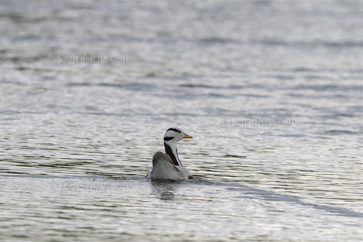 Bar-headed Goose