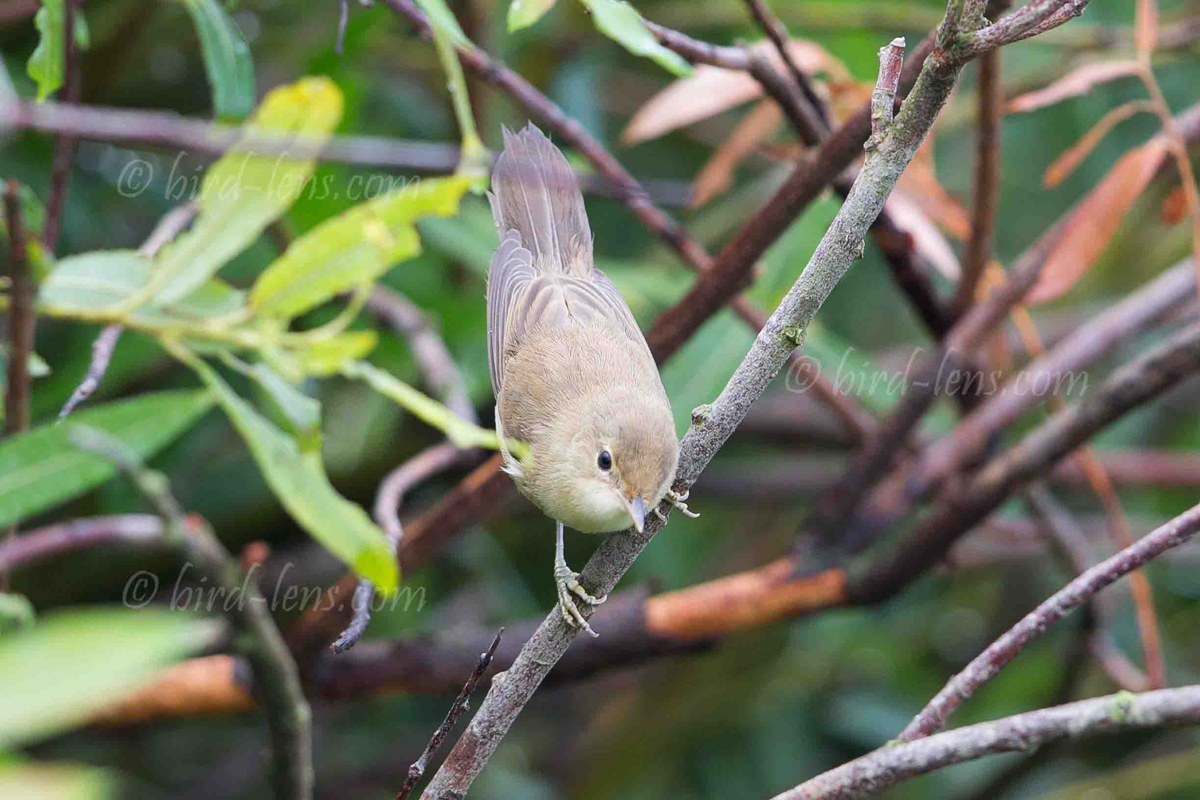 Marsh Warbler