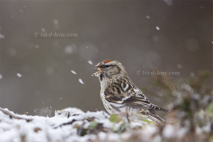 Taigabirkenzeisig Taigabirkenzeisig