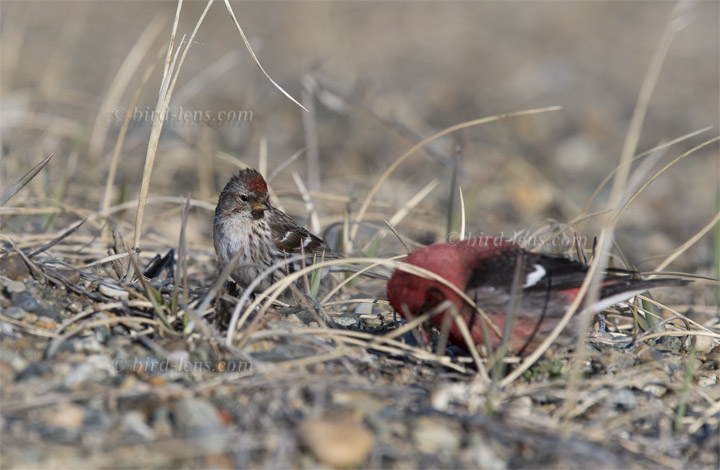 Taigabirkenzeisig Taigabirkenzeisig