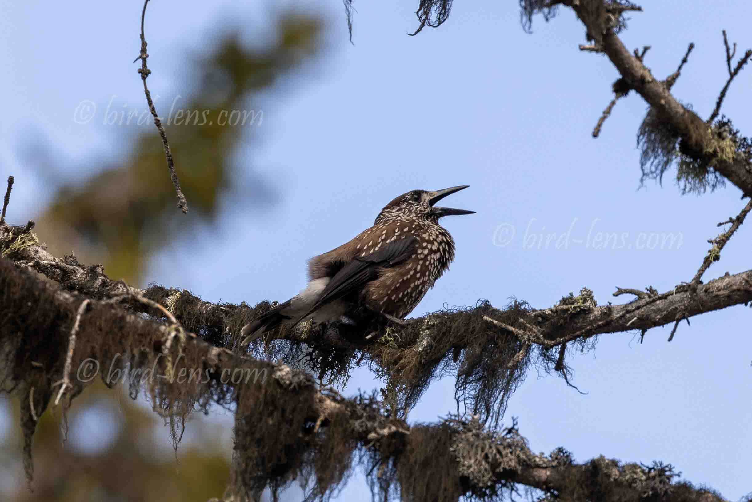 Tannenhäher Tannenhäher
