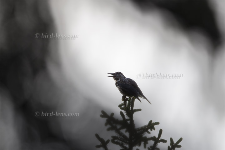 Tannenhäher Tannenhäher