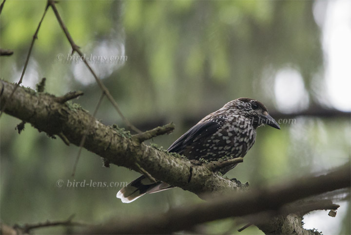 Tannenhäher Tannenhäher