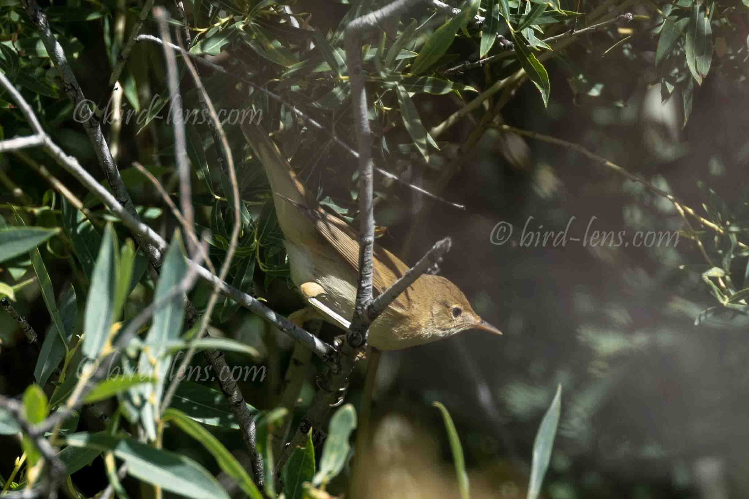 Eurasian Reed-Warbler Eurasian Reed-Warbler