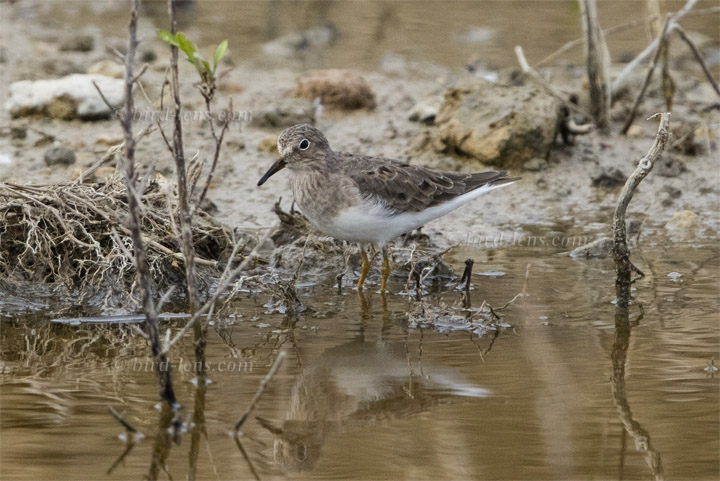 Temminckstrandläufer Temminckstrandläufer
