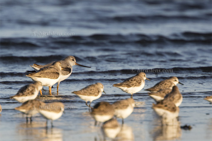 Terekwasserläufer Terekwasserläufer