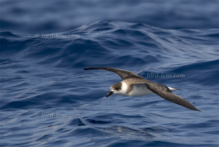 Teufelssturmvogel Teufelssturmvogel