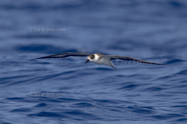 Teufelssturmvogel Teufelssturmvogel