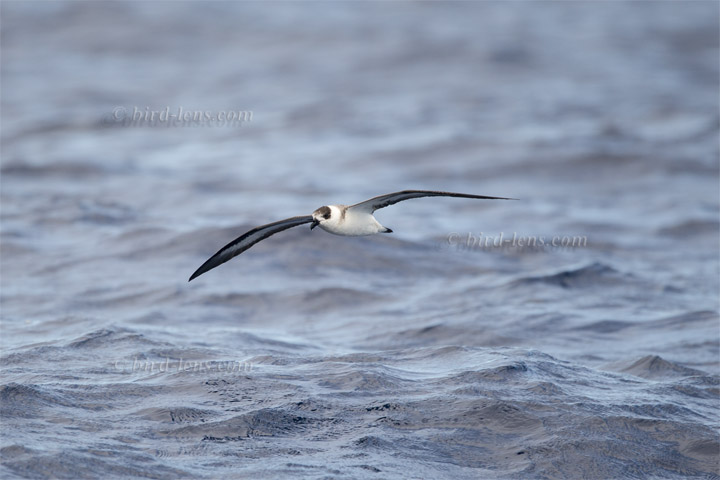 Teufelssturmvogel Teufelssturmvogel