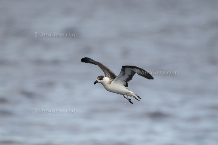 Teufelssturmvogel Teufelssturmvogel
