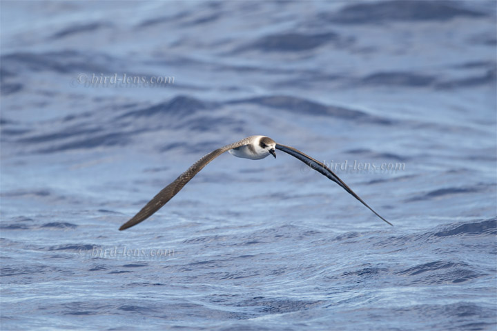 Teufelssturmvogel Teufelssturmvogel