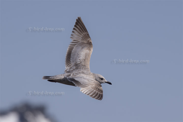 Thayermöwe Thayermöwe