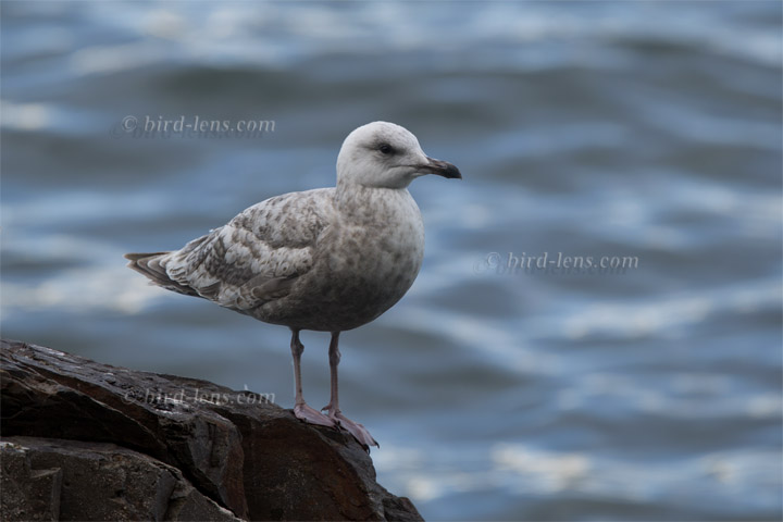 Thayermöwe Thayermöwe