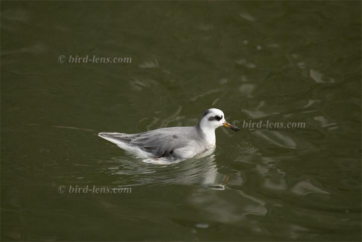 Thorshühnchen Thorshühnchen