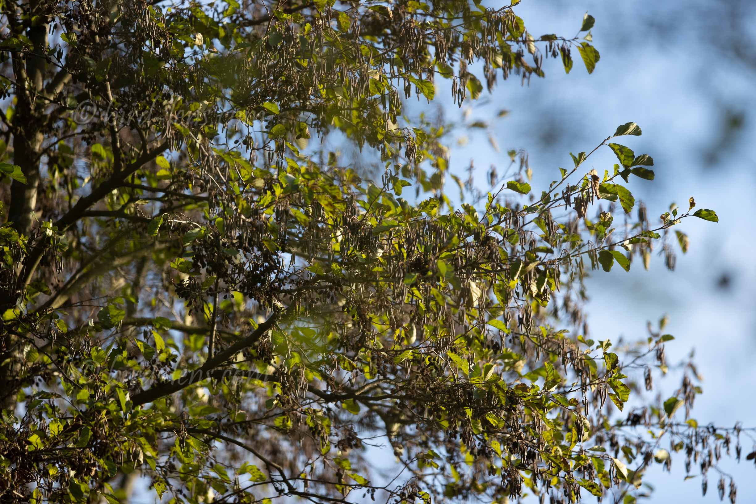 Tienshan-Laubsänger