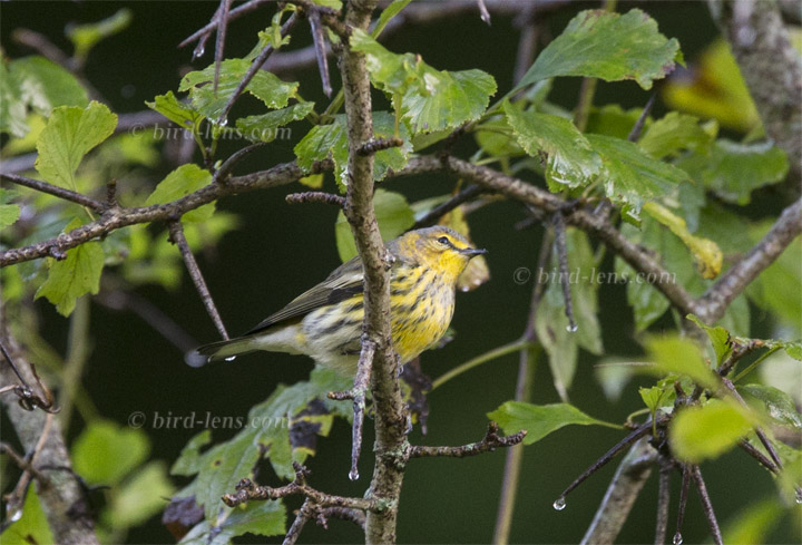 Tigerwaldsänger Tigerwaldsänger