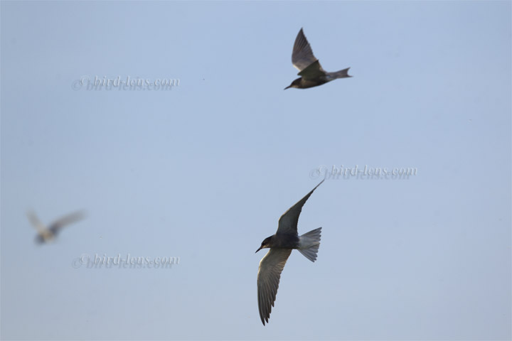 Trauerseeschwalbe Trauerseeschwalbe