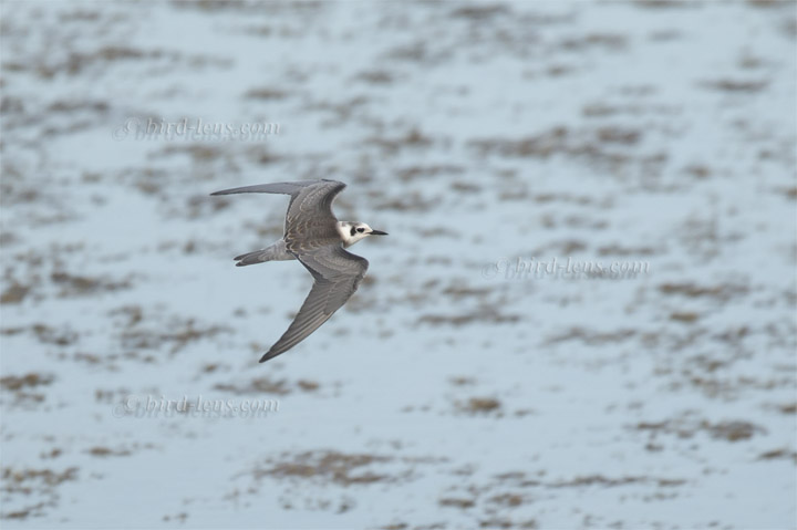 Trauerseeschwalbe Trauerseeschwalbe
