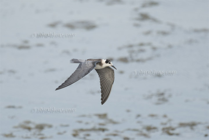 Trauerseeschwalbe Trauerseeschwalbe