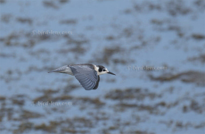 Trauerseeschwalbe Trauerseeschwalbe