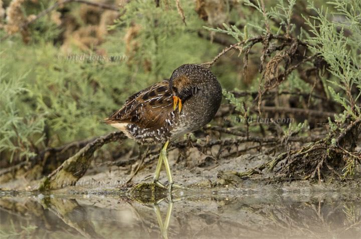 Tüpfelsumpfhuhn Tüpfelsumpfhuhn